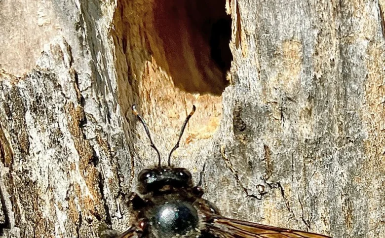 Černá včela u otvoru ve stromové kůře
