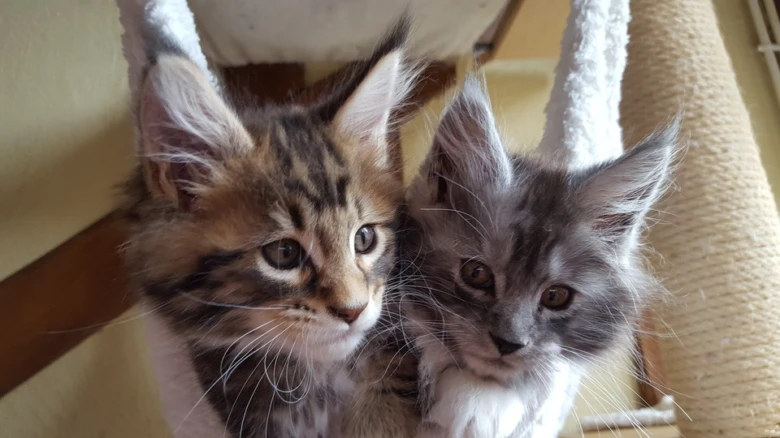 Dvě koťata rasy Main Coon sedící v korbě.