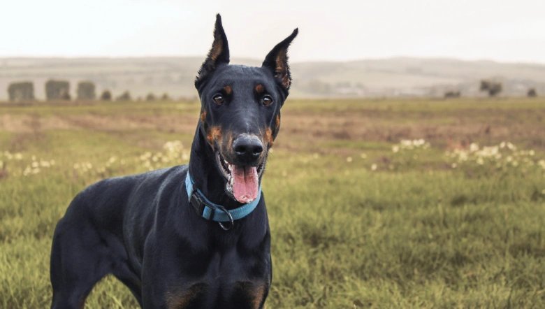 Černý doberman stojí na travnatém poli s balíky sena v pozadí.