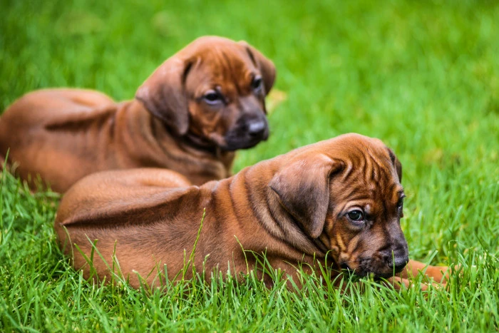 Dva štěňata rhodéského ridgebacka ležící na trávníku.