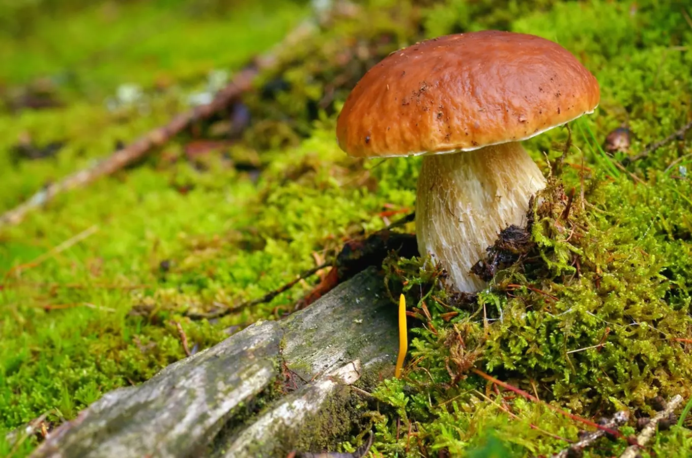 Hřib s hnědou čepicí rostoucí na mechu v lese.