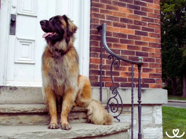 Leonberger sedí na schodech před domem s cihlovou zdí.