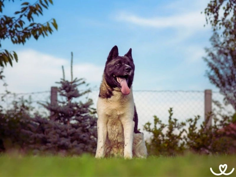 Americká akita sedí na trávě venku pod modrou oblohou.