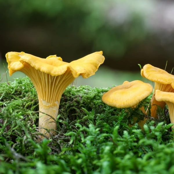 Chanterelle mushrooms on moss