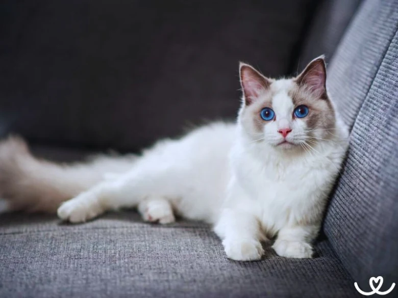 Bílá ragdolls kočka s modrýma očima leží na šedé pohovce.