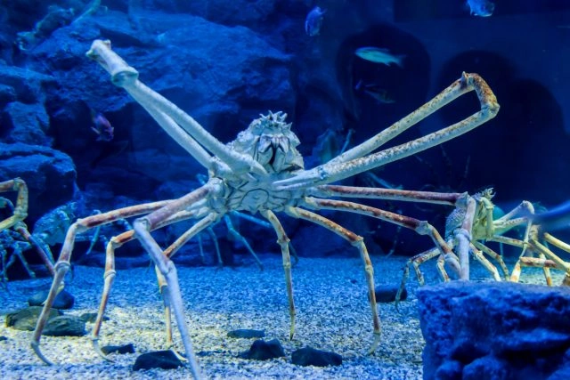 Velký mořský ďas (japonský pavoučí krab) na dně akvária.