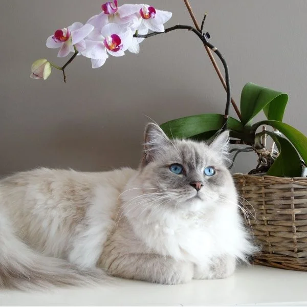 Bílá ragdollová kočka leží vedle kvetoucího fialového orchideje.