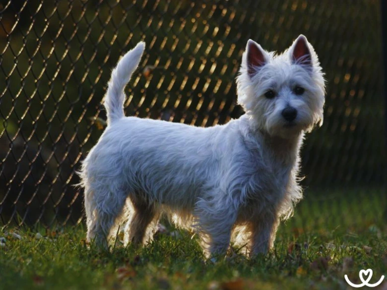 Bílý west highland white teriér stojí na trávě před plotem.