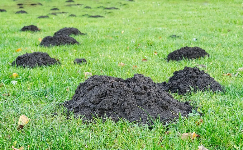 Krtí hromady na trávníku ukazují aktivitu krtů v zahradě.