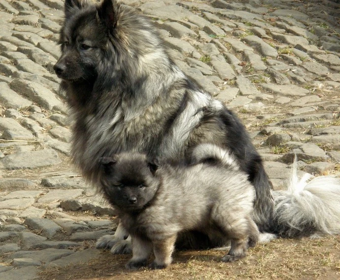 Velký keeshond sedí vedle malého štěněte na dláždění.