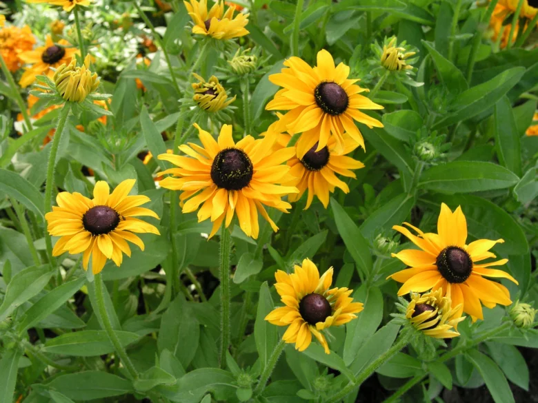 Žluté květy Rudbeckie rostoucí na slunci v zahradní trvalce.