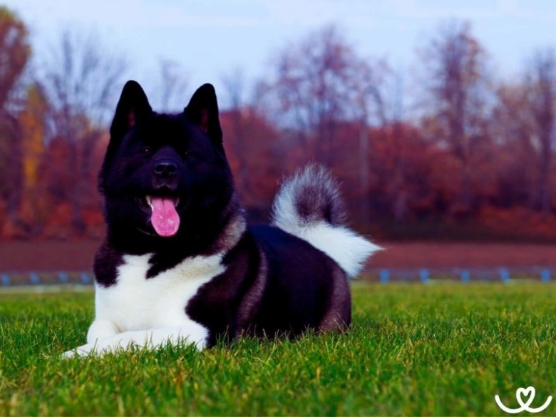 Černobílá americká akita leží na trávě venku.