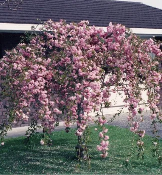 Weeping rose bush in bloom