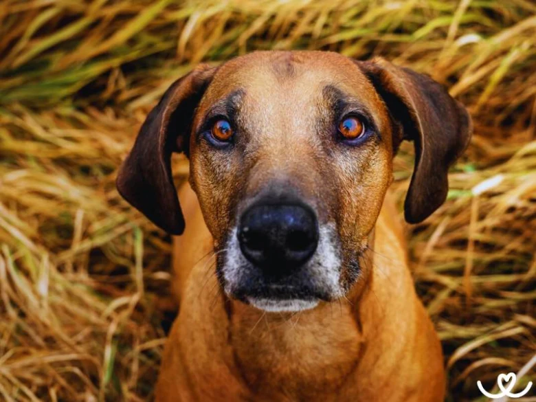 Rhodesian ridgeback dog