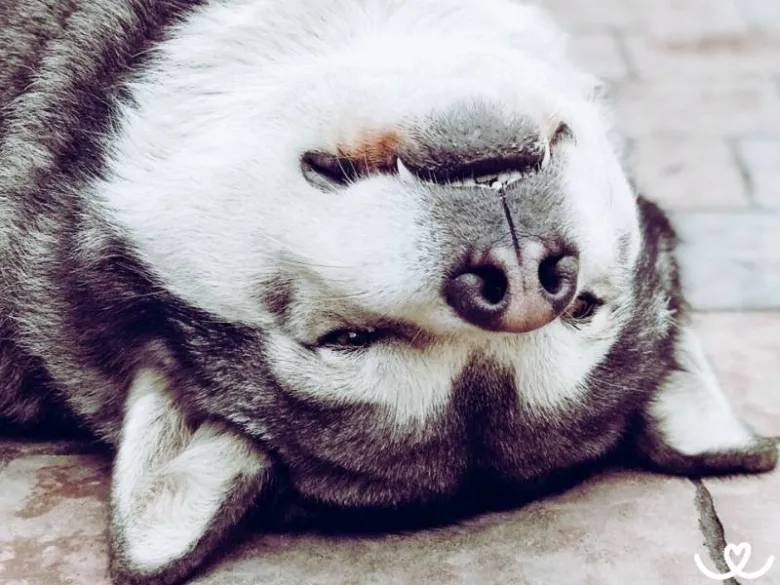 Blízký záběr na tvář aljašského malamuta ležícího na zemi.