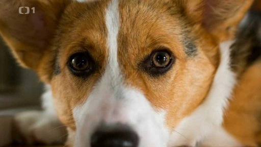 Blízky záběr na tvář welsh corgi pembroke s výraznýma očima.