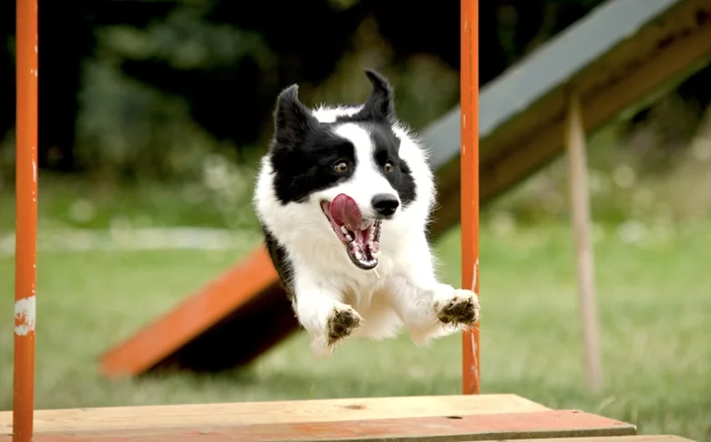 Černobílý pes skáče přes překážku při agility tréninku.