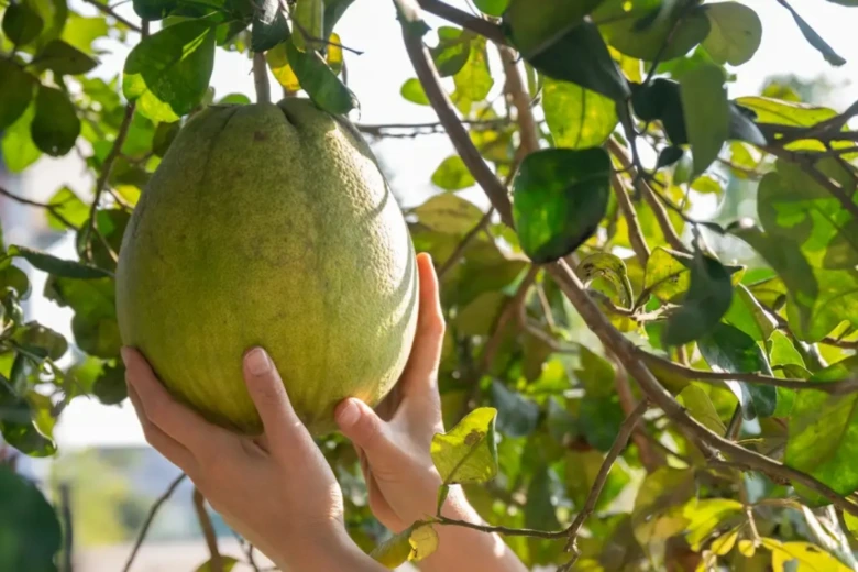 Ruce drží zralý zelený pomelo visící na stromě mezi listy.