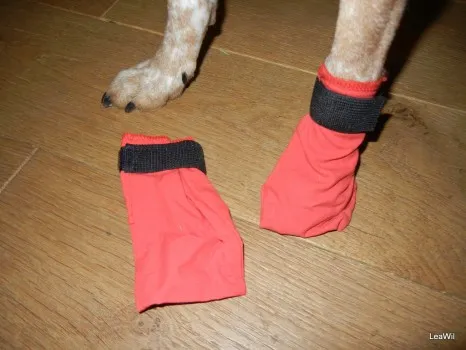 Český strakatý pes má na tlapkách červené ochranné botičky.