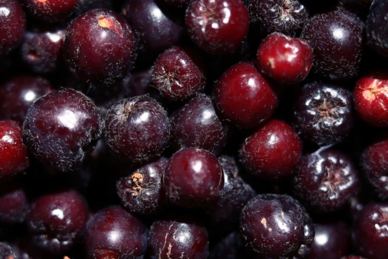 Tmavé bobule aronie v makro záběru s texturou kůže.