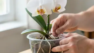 Jak přesadit orchidej phalaenopsis správně - ilustrační foto
