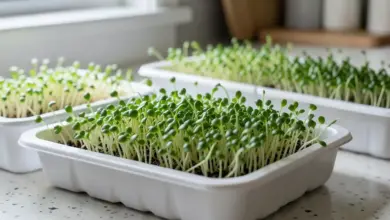 Jak vybrat klíčící misku pro microgreens - ilustrační foto