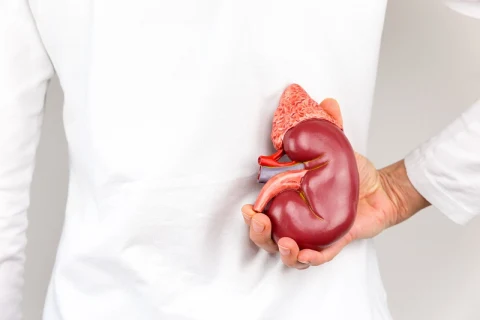 Kidney model in hand