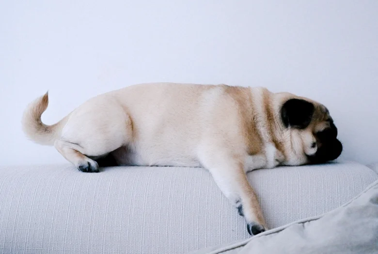 Spící mops leží na pohovce.