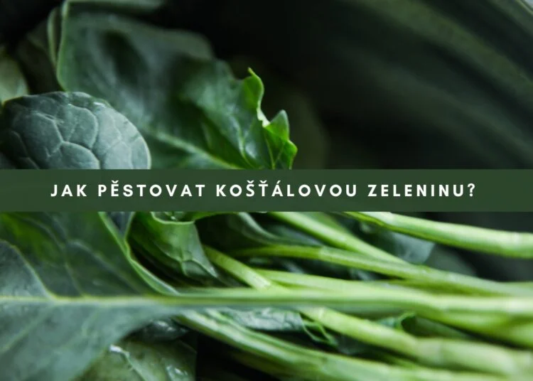 Svěží listová zelenina jako košťálové plodiny pro pěstování.