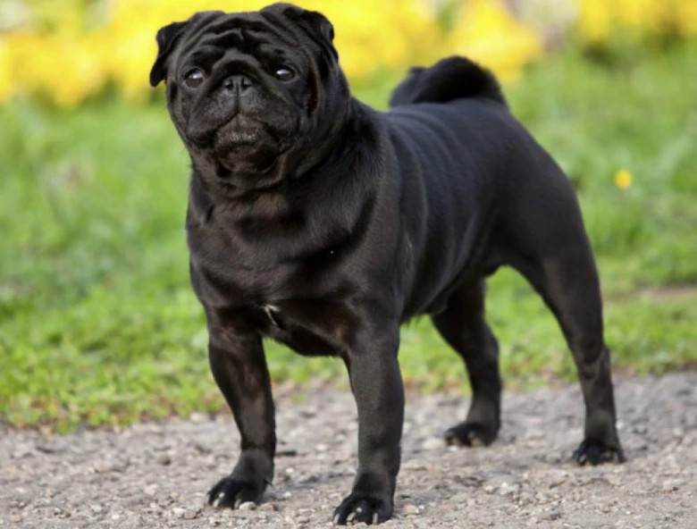 Černý mops stojí na štěrkové cestě venku.