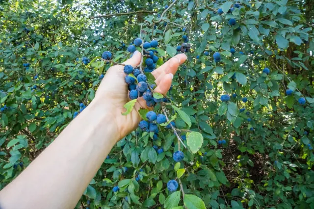 Ruka sbírá modré plody rostoucí na keři v přírodě.