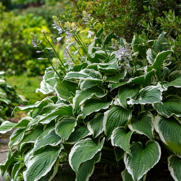 Hosta rostlina s květy v zahradním stínu