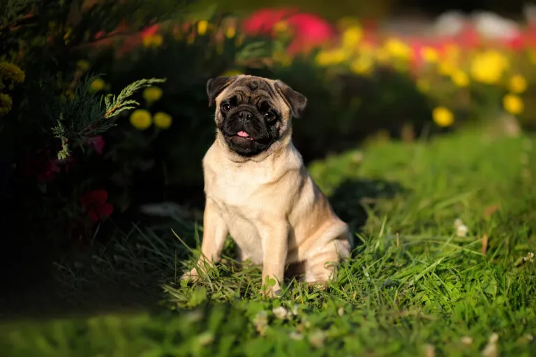 Mladý mops sedí na trávě v kvetoucí zahradě.