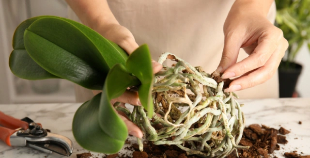 Osoba připravuje kvetoucí orchidej Phalaenopsis ke přesazování.