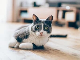 Balinese cat lying down
