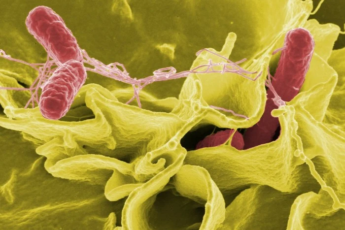 Salmonella bacteria on cells