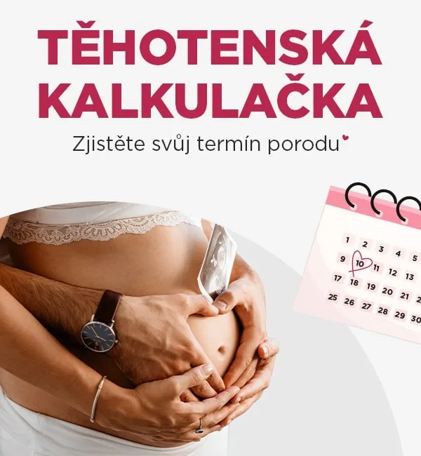 Těhotná břicho s kalendářem pro výpočet termínu porodu.