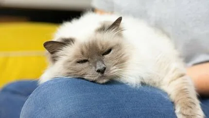Ragdoll cat sleeping on lap