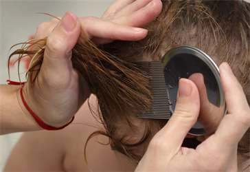 Lice combing hair