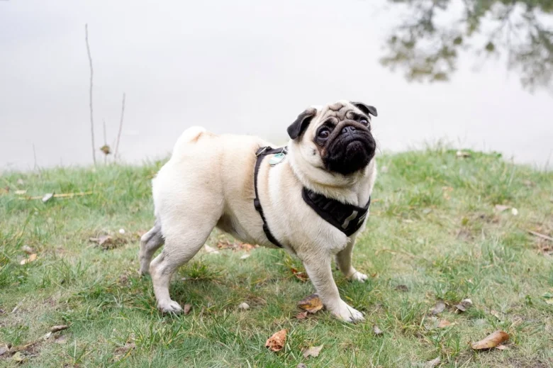 Mops v pase na trávníku u vody