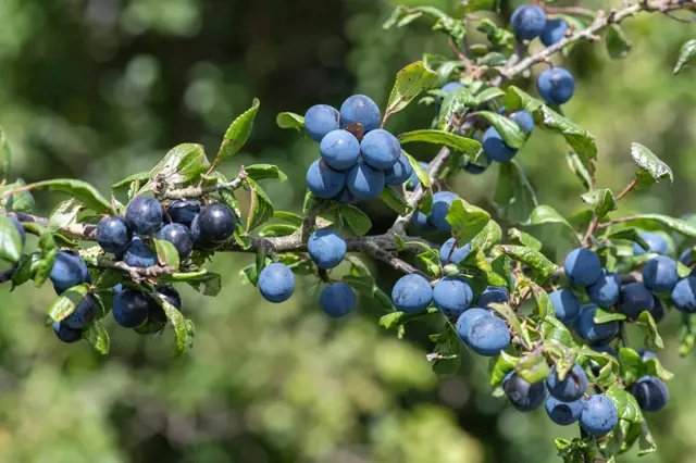 Sloe berries on branch