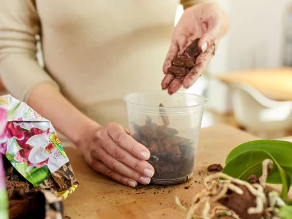 Osoba přesazuje kořeny orchideje do nového substrátu.