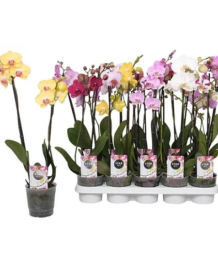 Květinová aranžmá s barevnými orchidejemi v hrncích.
