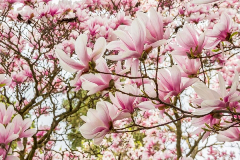 Růžové květy prvomajových magnolií na jarním stromu.