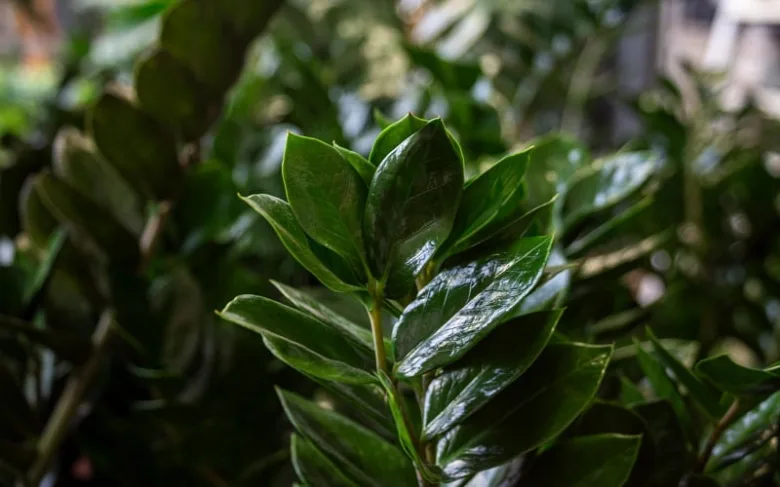 Blízko na listech rostliny Zamioculcas v stínu