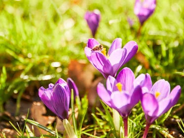 Purple crocus flowers in garden