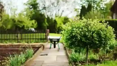 Zahrada s cestou, kolybkem a zelenými rostlinami.